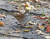 White throated Sparrow